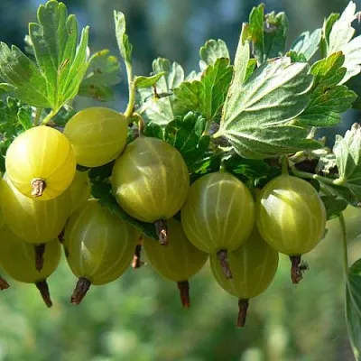 Крыжовник ЮБИЛЕЙНЫЙ  Крыжовник ЮБИЛЕЙНЫЙ в Сургуте