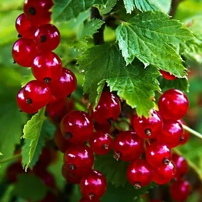 Смородина красная РОЛАН в Сургуте