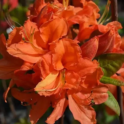 Азалия МАНДАРИН ЛАЙТС листопадная  Азалия МАНДАРИН ЛАЙТС листопадная в Сургуте