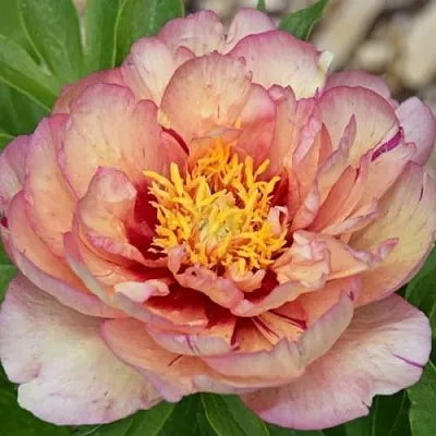 Пион КЭЛЛИС МЕМОРИ ито-гибрид  Пион КЭЛЛИС МЕМОРИ ито-гибрид в Сургуте