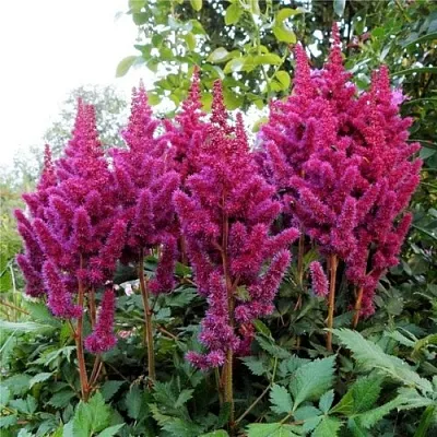 Астильба ВИЖНС китайская  Астильба ВИЖНС китайская в Сургуте