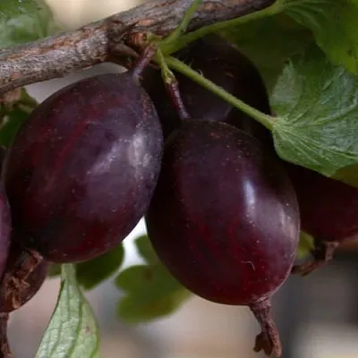 Крыжовник ЧЕЛЯБИНСКИЙ СЛАБОШИПОВАТЫЙ  Крыжовник ЧЕЛЯБИНСКИЙ СЛАБОШИПОВАТЫЙ в Сургуте