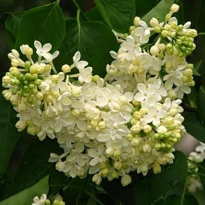 Сирень ПРИМРОУЗ  Сирень ПРИМРОУЗ в Сургуте