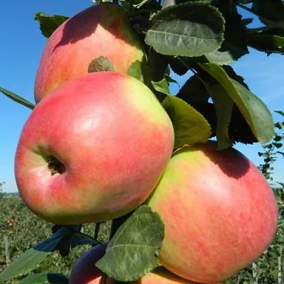 Яблоня БРЯНСКОЕ РОЗОВОЕ в Сургуте