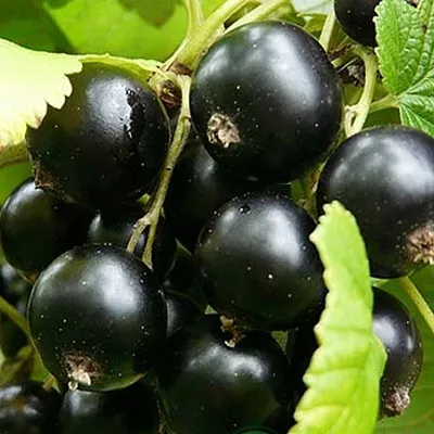 Смородина черная ЭБОНИ  Смородина черная ЭБОНИ в Сургуте