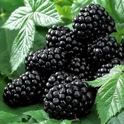 Ежевика БЛЭК БЬЮТИ  Ежевика БЛЭК БЬЮТИ в Сургуте