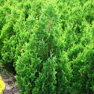 Туя СПИРАЛИС западная  Туя СПИРАЛИС западная в Сургуте