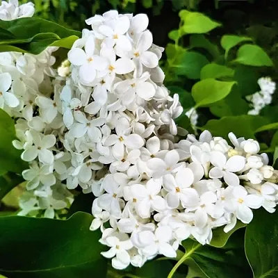 Сирень МАЛЕНЬКИЙ ПРИНЦ  Сирень МАЛЕНЬКИЙ ПРИНЦ в Сургуте