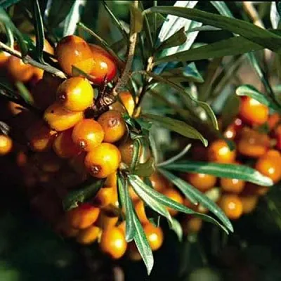 Облепиха ДАР КАЗАКОВУ в Сургуте