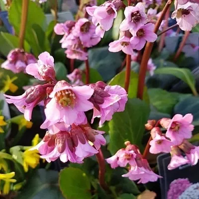 Бадан БЭБИ ДОЛЛ  Бадан БЭБИ ДОЛЛ в Сургуте