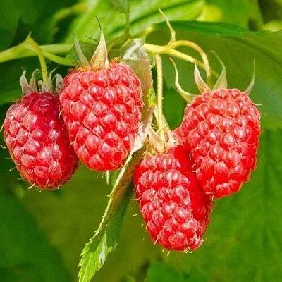 Малина ИЗОБИЛЬНАЯ в Сургуте