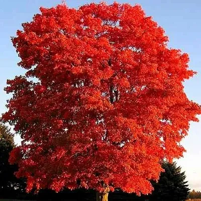 Дуб красный  в Сургуте