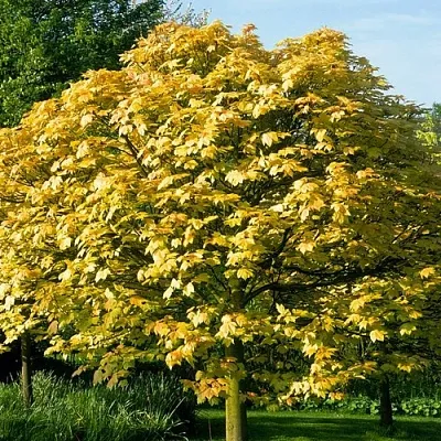 Клен ложноплатановый  Клен ложноплатановый в Сургуте