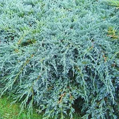 Можжевельник БЛЮ КАРПЕТ чешуйчатый в Сургуте