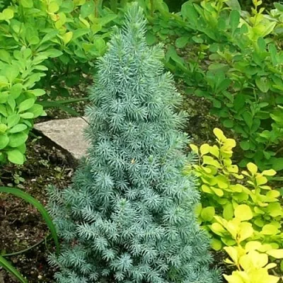 Ель КОНИКА сизая в Сургуте