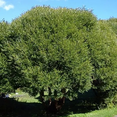 Ива ломкая   Ива ломкая  в Сургуте
