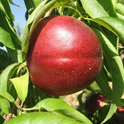 Нектарин ФАНТАЗИЯ  Нектарин ФАНТАЗИЯ в Сургуте