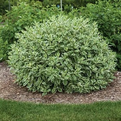 Дерен ЭЛЕГАНТИССИМА белый  Дерен ЭЛЕГАНТИССИМА белый в Сургуте