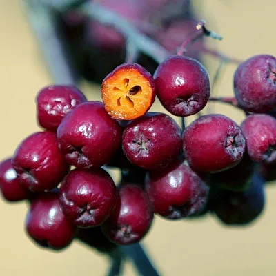 Рябина сладкоплодная в Сургуте