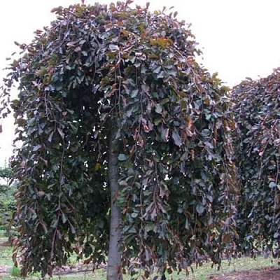 Бук в Сургуте