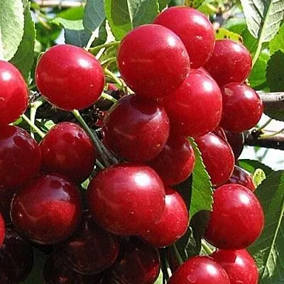 Вишня ГЛУБОКСКАЯ  Вишня ГЛУБОКСКАЯ в Сургуте