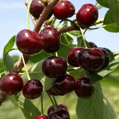 Вишня ГРИОТ БЕЛОРУССКИЙ  Вишня ГРИОТ БЕЛОРУССКИЙ в Сургуте