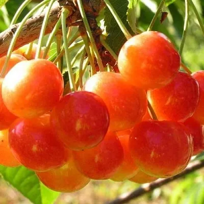 Черешня СОПЕРНИЦА в Сургуте