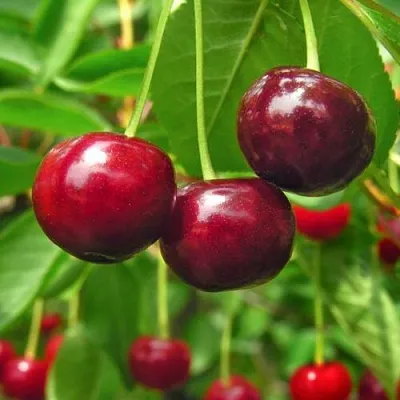 Вишня УЙФЕХЕРТОЙ ФЮРТОШ  Вишня УЙФЕХЕРТОЙ ФЮРТОШ в Сургуте