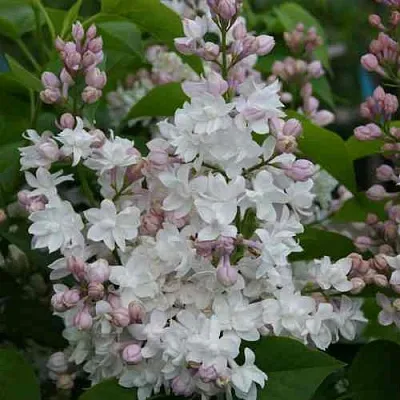 Сирень КРАСАВИЦА МОСКВЫ  Сирень КРАСАВИЦА МОСКВЫ в Сургуте