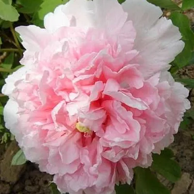 Пион БУКЕТ РОЗОВЫХ ГВОЗДИК древовидный  Пион БУКЕТ РОЗОВЫХ ГВОЗДИК древовидный в Сургуте