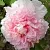 Пион БУКЕТ РОЗОВЫХ ГВОЗДИК древовидный в Сургуте