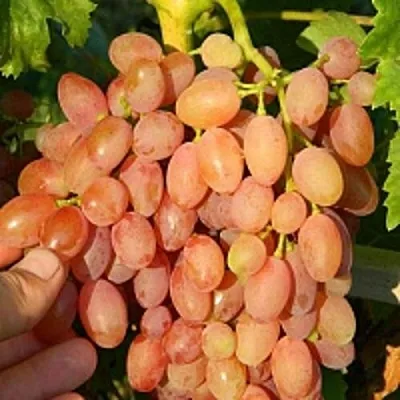 Виноград КИШМИШ ЛУЧИСТЫЙ  Виноград КИШМИШ ЛУЧИСТЫЙ в Сургуте
