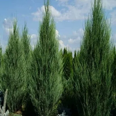 Можжевельник СКАЙРОКЕТ скальный в Сургуте