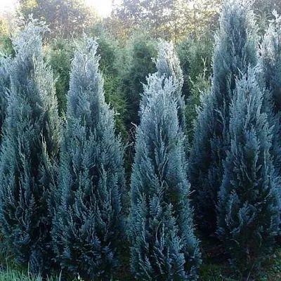 Кипарисовик ДАРТС БЛЮ РИББОН лавсона  Кипарисовик ДАРТС БЛЮ РИББОН лавсона в Сургуте