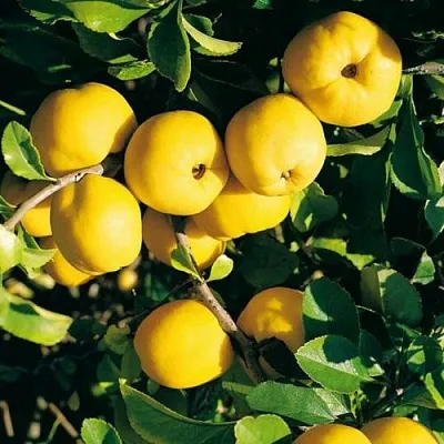 Айва ЦЕЗАРЬ  Айва ЦЕЗАРЬ в Сургуте