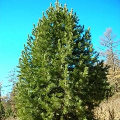 Сосна кедровая сибирская  Сосна кедровая сибирская в Сургуте