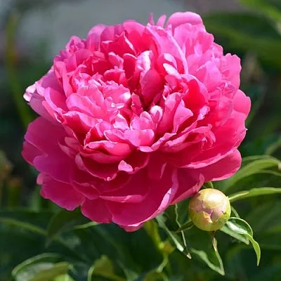 Пион БУШЕЛА травянистый  Пион БУШЕЛА травянистый в Сургуте