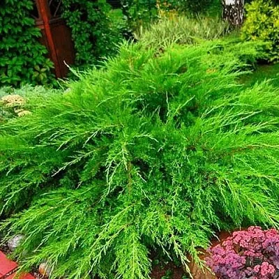 Можжевельник средний Mint Julep (МИНТ ДЖУЛЕП) в Сургуте