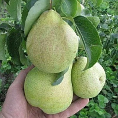 Груша КУДЕСНИЦА  Груша КУДЕСНИЦА в Сургуте