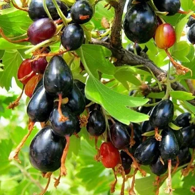 Смородина золотистая БОКАЛИНСКАЯ в Сургуте