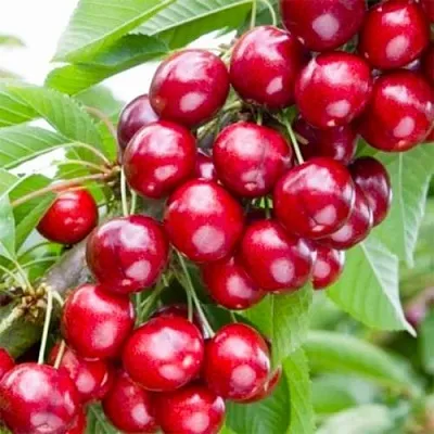 Вишня МАЛЮТКА колонновидная  Вишня МАЛЮТКА колонновидная в Сургуте