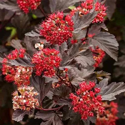 Пузыреплодник РЕД БАРОН  Пузыреплодник РЕД БАРОН в Сургуте