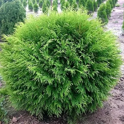 Туя ЛИТЛ ЧЕМПИОН западная в Сургуте