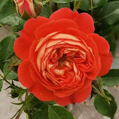 Саженцы роз СТАРЛЕТ РОУЗ КАРМЕН плетистая  Саженцы роз СТАРЛЕТ РОУЗ КАРМЕН плетистая в Сургуте