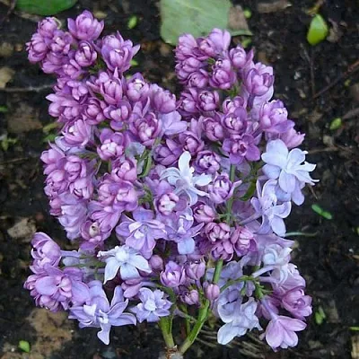 Сирень НАДЕЖДА  Сирень НАДЕЖДА в Сургуте