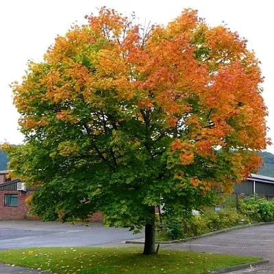 Клен остролистный  Клен остролистный в Сургуте