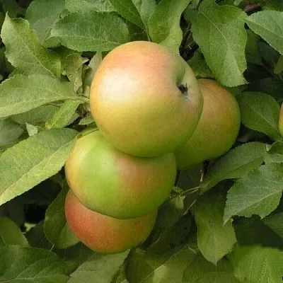 Яблоня ВЕРБНОЕ в Сургуте