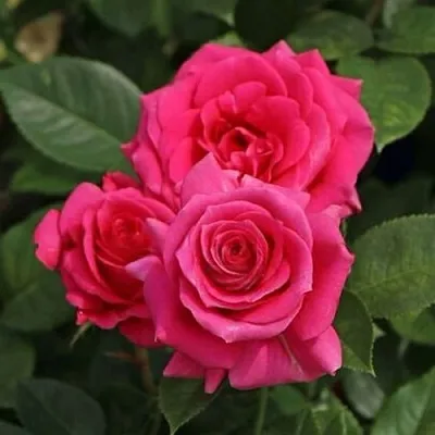 Саженцы роз ЛАВ ЛЕТТЕР флорибунда  Саженцы роз ЛАВ ЛЕТТЕР флорибунда в Сургуте