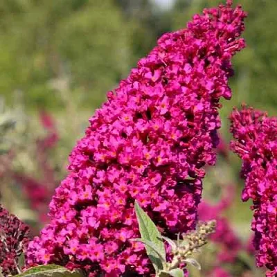 Буддлея давида РОЯЛ РЕД в Сургуте