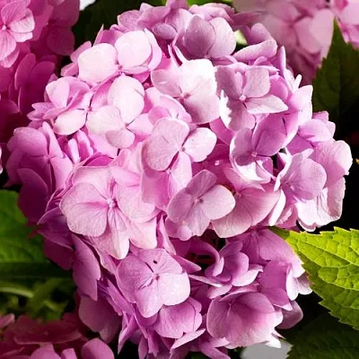 Гортензия БУКЕТ РОУЗ крупнолистная  Гортензия БУКЕТ РОУЗ крупнолистная в Сургуте